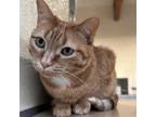 Adopt Simone a Domestic Short Hair