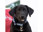 Adopt Milkshake Pup - Fuzzy Navel - Adopted! a Labrador Retriever, Shepherd