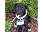 Adopt Milkshake Pup - Cool Mint a Labrador Retriever, Shepherd