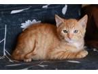 Adopt Meow Jordan a Tabby, Domestic Short Hair