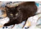 Adopt Savannah a Domestic Long Hair