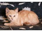 Adopt Rainy a Tabby, Domestic Short Hair