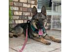 Adopt Gabby a German Shepherd Dog