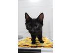 Adopt Cameo a American Shorthair