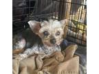 Adopt Susie (Dallas) a Yorkshire Terrier