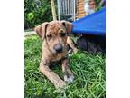 Adopt Storm $475 (Application Pending) a Labrador Retriever