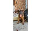 Adopt Domino $475 a Labrador Retriever