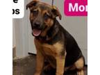 Adopt Ashoka a German Shepherd Dog, Mixed Breed