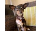 Adopt Eloise a Miniature Pinscher
