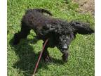 Adopt Georgette a Standard Poodle
