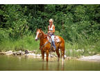 Super Nice Apha Registered Royal Quick Dash Grandson, Very Athletic