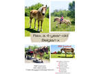 Family trail & driving horse