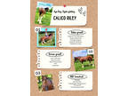 Family trail, therapy & driving horse