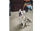 Adopt Annite a Siberian Husky