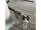 Adopt Alta Sykes a Snowshoe, Domestic Short Hair