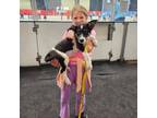 Adopt Wanda a Cattle Dog, German Shepherd Dog