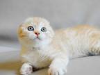 Nyura Creamy Bicolor Scottish Fold Baby Girl