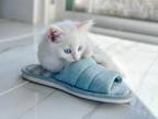 Available Non White Turkish Angora Kittens