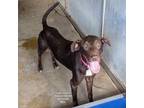 Adopt Lady Victoria a Labrador Retriever, German Shorthaired Pointer
