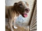 Adopt Uniqua a Pit Bull Terrier