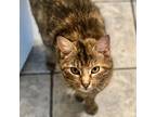 Adopt Topaz a American Shorthair