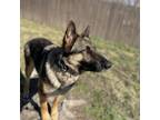 Adopt Winona a German Shepherd Dog