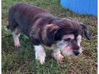 Adopt Cady a Miniature Schnauzer, Mixed Breed