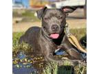 Adopt Rockabella a Cane Corso