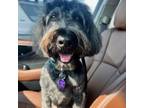 Adopt Mistletoe a Wheaten Terrier, Poodle