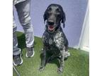 Adopt Pepper a German Shorthaired Pointer