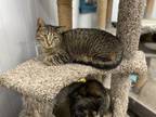 Adopt Jules a Tabby