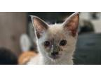 Adopt SKY (AVAIL PRE-ADOPTION) a Siamese, Tabby
