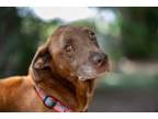 Adopt Ember a Labrador Retriever