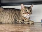Adopt Amber a Domestic Short Hair, Bengal
