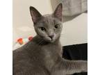Adopt Dumplin a Domestic Short Hair