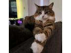 Adopt Reece a Domestic Short Hair