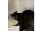 Adopt Clawdia a Domestic Short Hair