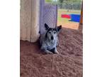 Adopt LilBit a Australian Cattle Dog / Blue Heeler