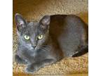 Adopt Gracie a Domestic Short Hair, Russian Blue