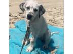 Adopt Matilda a Great Pyrenees