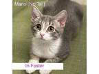 Adopt Flopsy a Domestic Short Hair