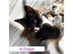 Adopt Missy a Domestic Short Hair
