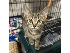 Adopt (FS) Eugene a Domestic Short Hair