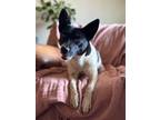 Adopt Spot a Rat Terrier, Jack Russell Terrier