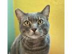 Adopt Yuji a Domestic Short Hair