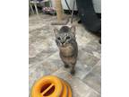 Adopt Kitten 24836 (Goose) a Tabby