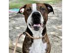 Adopt Back Pack a Mixed Breed
