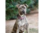 Adopt Kai 20142 a Presa Canario, Mixed Breed