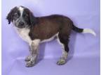 Adopt Hennessy a Border Collie, Mixed Breed