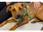 Adopt Leif a Mixed Breed